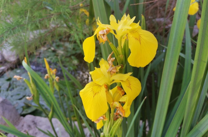VISITES GUIADES DE PRIMAVERA PEL BOTÀNIC