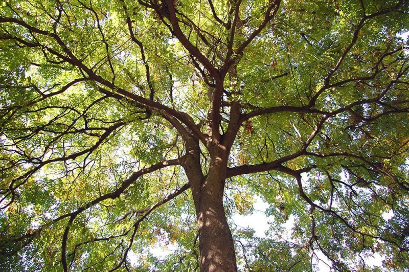 VISITA GUIADA PEL DIA DEL ARBRE 2n TORN GRUP 1 (CASTELLÀ)
