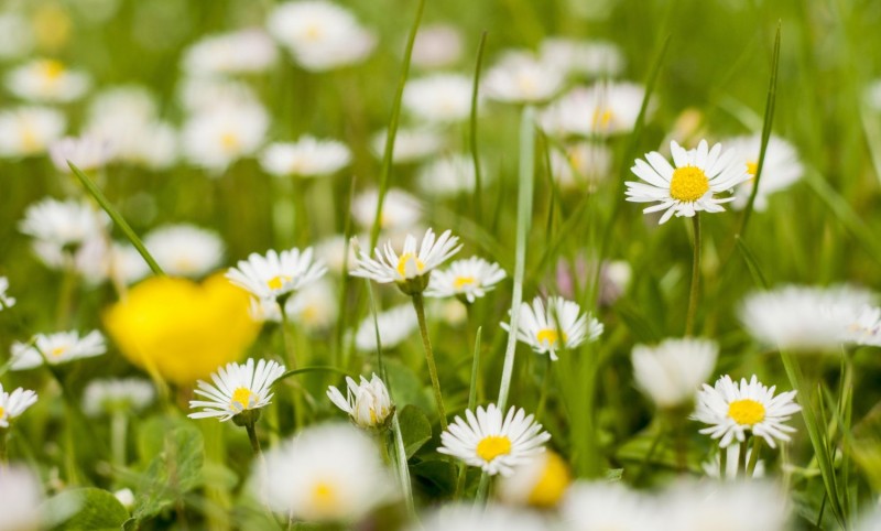 VISITES GUIADES DE PRIMAVERA PEL BOTÀNIC