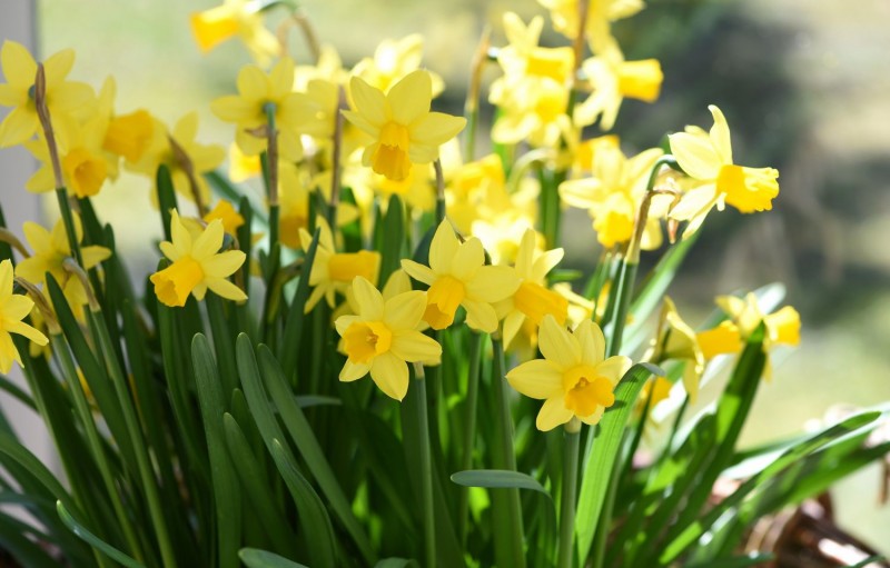 VISITES GUIADES DE PRIMAVERA PEL BOTÀNIC