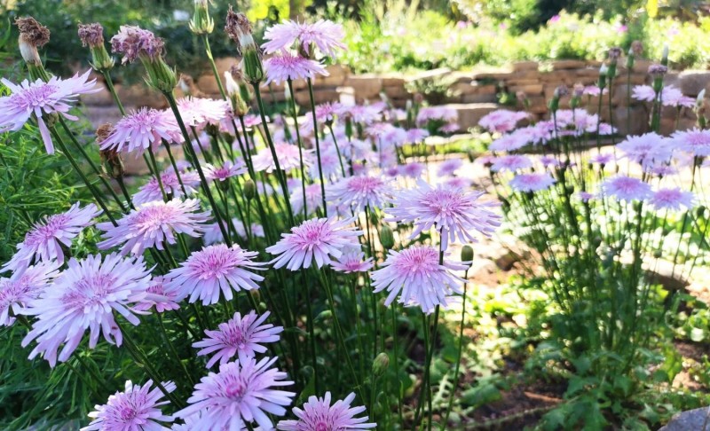 VISITES GUIADES DE PRIMAVERA PEL BOTÀNIC
