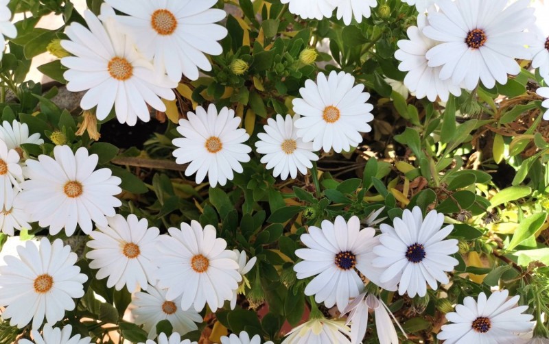 VISITES GUIADES DE PRIMAVERA PEL BOT&Agrave;NIC