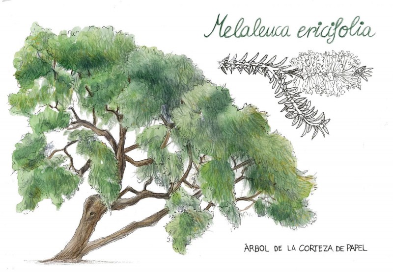 BOTANICREA- Dibuixem els arbres del Botànic