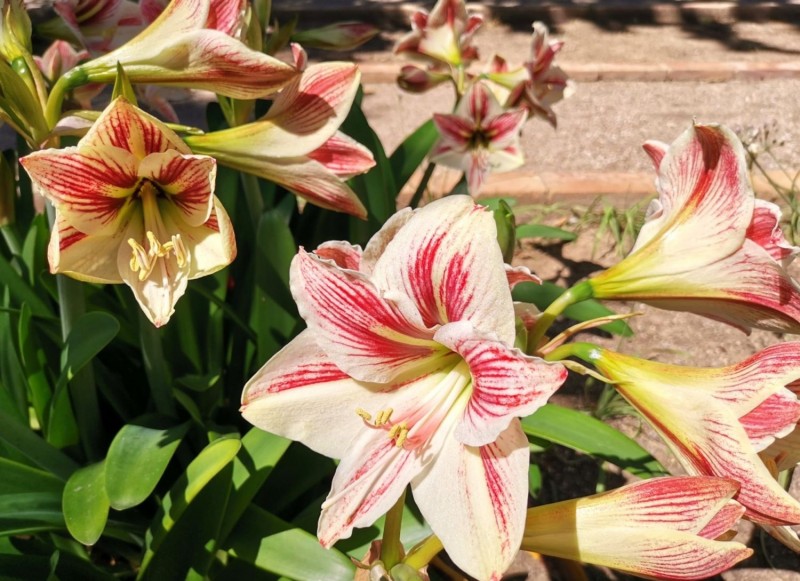 VISITES GUIADES DE PRIMAVERA PEL BOTÀNIC