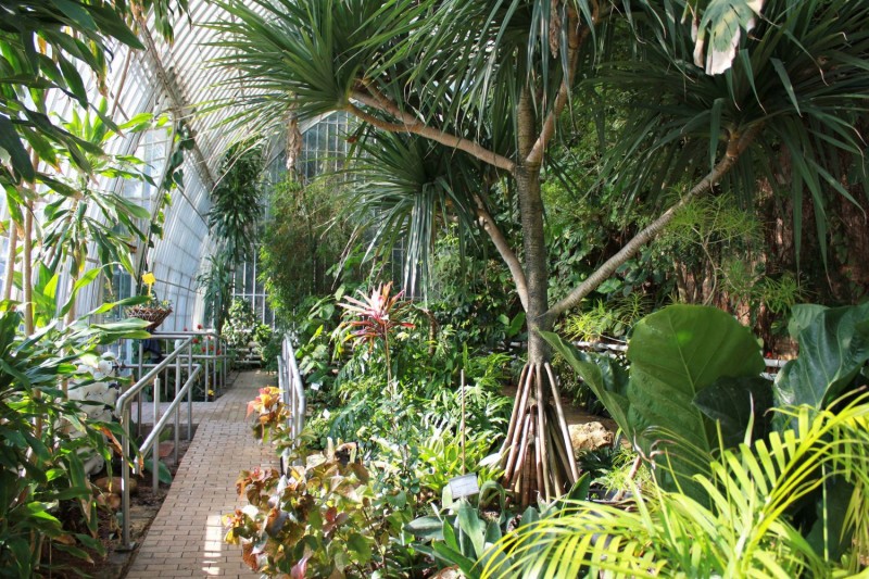  VISITES  GUIADES  ESPECIALS : LA  DIVERSITAT DE LES PLANTES  (2º PASSE)
