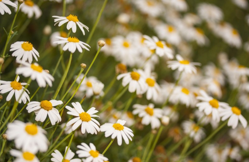 VISITES GUIADES DE PRIMAVERA PEL BOTÀNIC