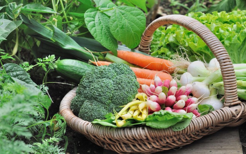 PLANTA'T A LA CUINA- Idees per aprofitar els excedents de l'horta