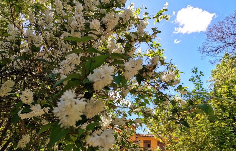 VISITES GUIADES DE PRIMAVERA PEL BOTÀNIC