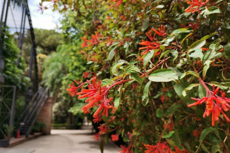 VISITES GUIADES DE PRIMAVERA PEL BOTÀNIC