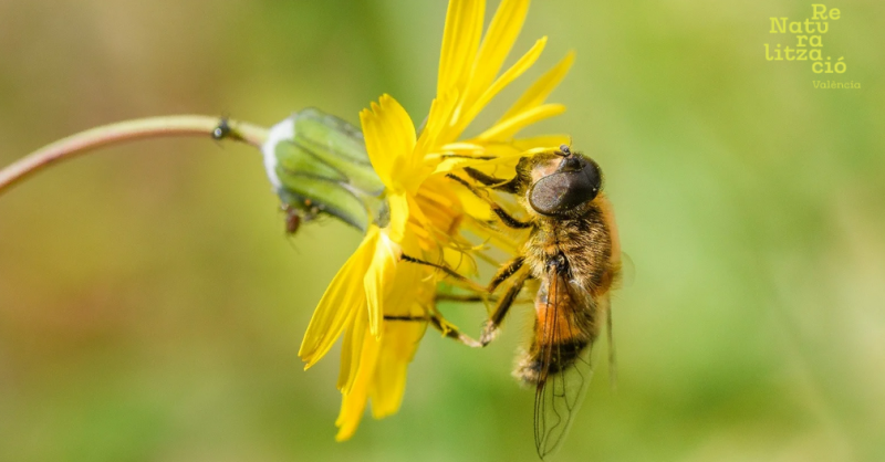 BIOBLITZ VAL&Egrave;NCIA